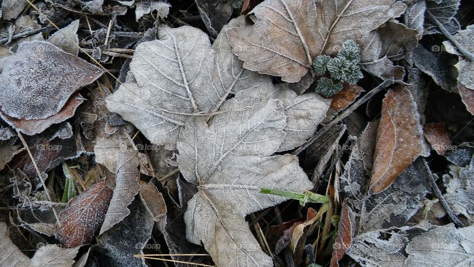 Frosty Leaves