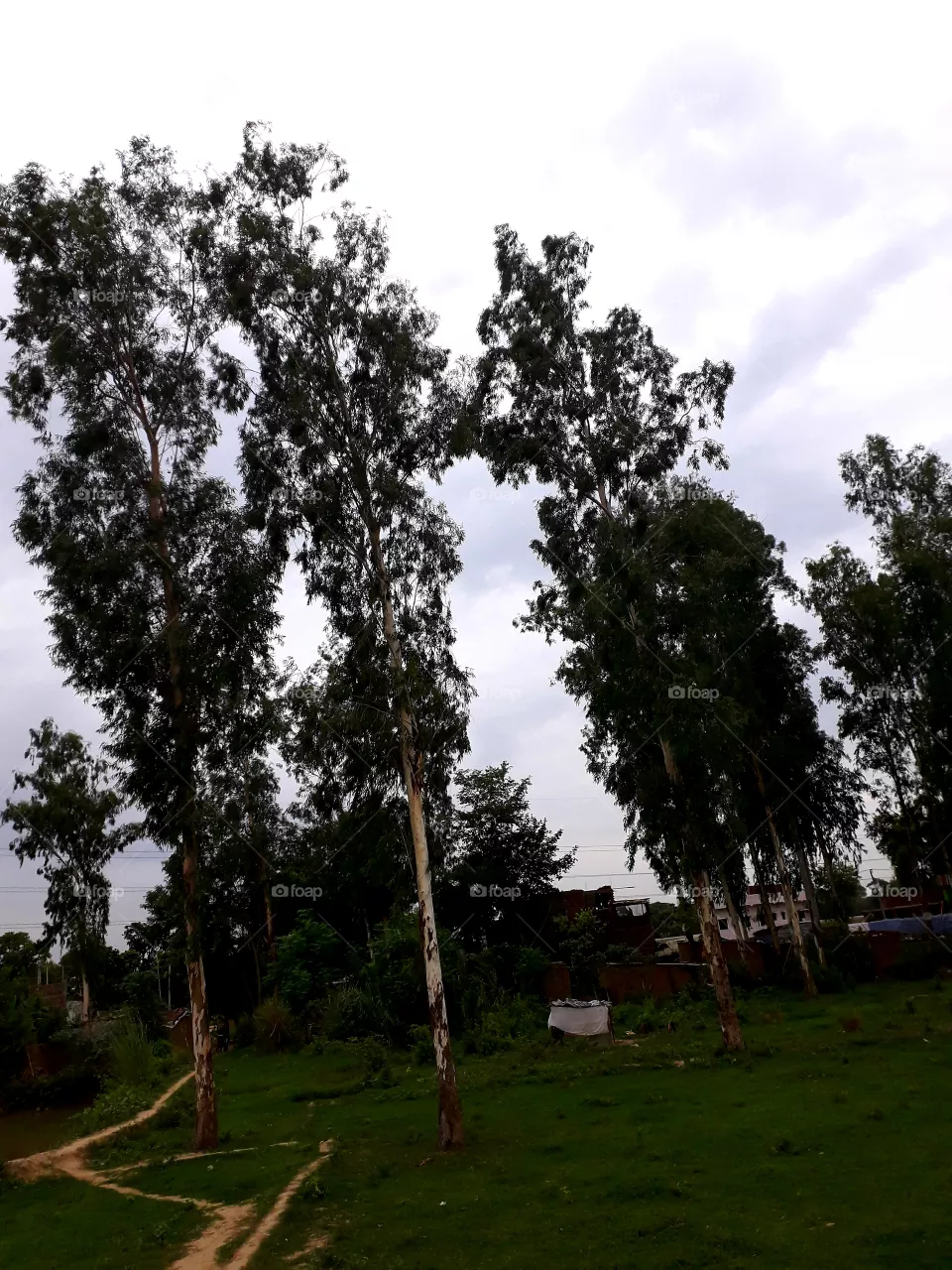 trees