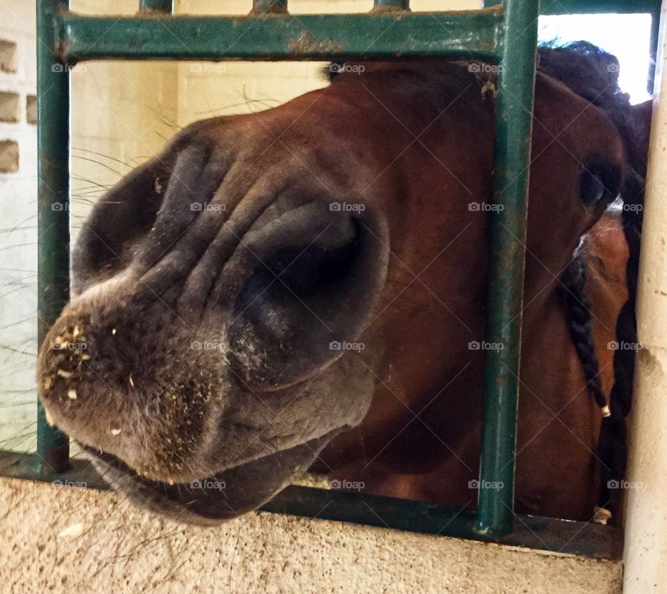 Horse muzzle sticking out of a space between metal bars in a horse stall 