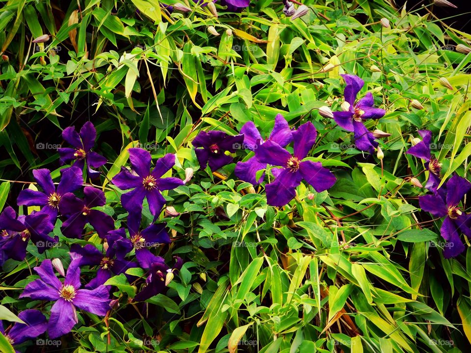 Clematis and Bamboo
