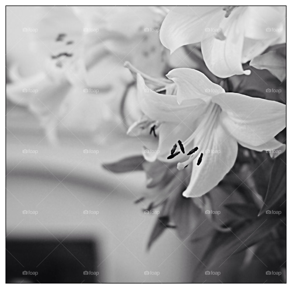 flowers flower white black by mojo26