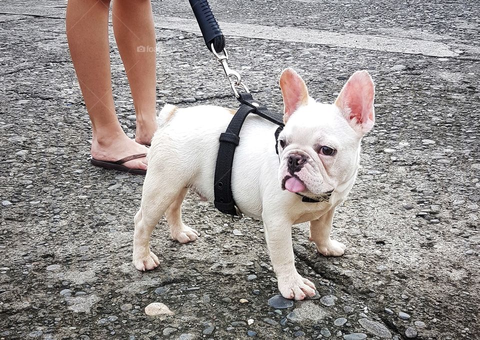 cute white french bulldog puppy