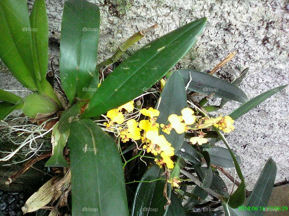 míni orquídea