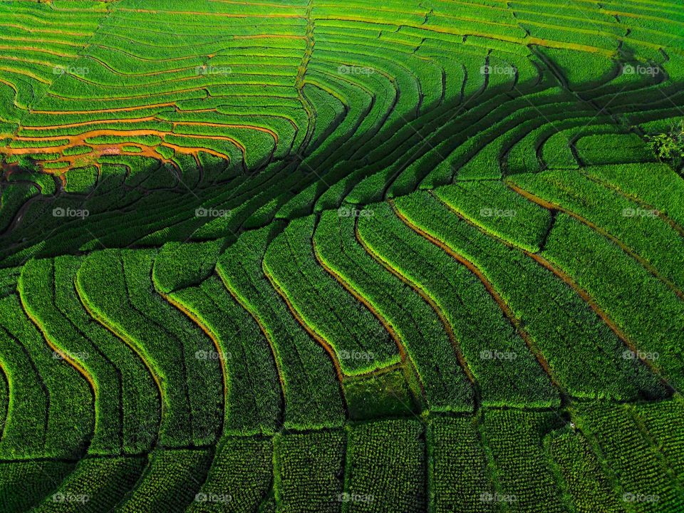 Terrace paddy fields in the morning