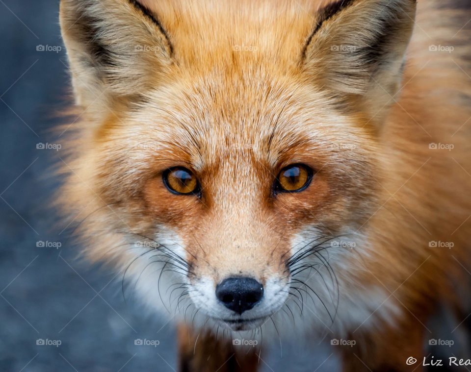 Fox
