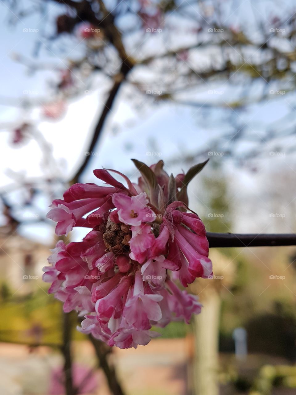 Frühlingsblüher