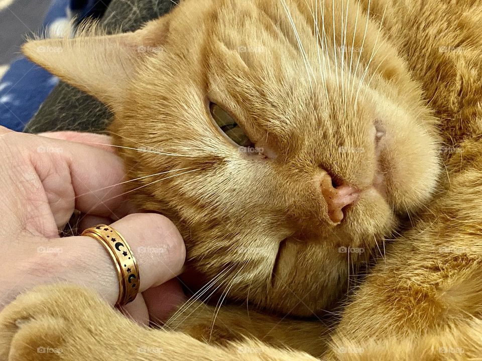 Petting a cat while she’s sleeping on a lap