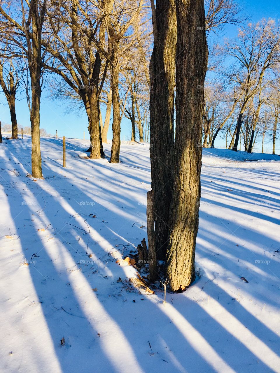 Angled view of blue shadows in the snow of tree trunks on a sunny winter day