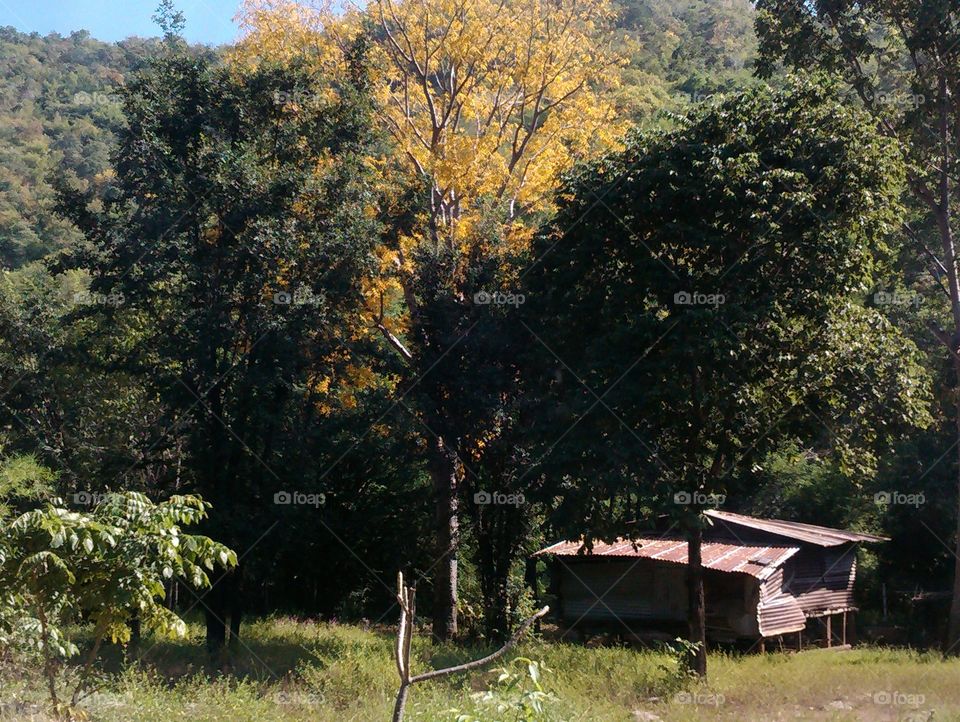 Colorful tree and small house in valley