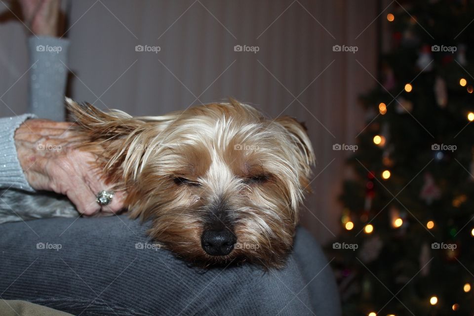 Dog with elderly woman sleeping