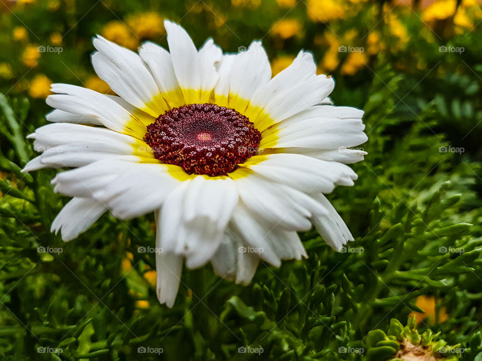 garden flower in full bloom