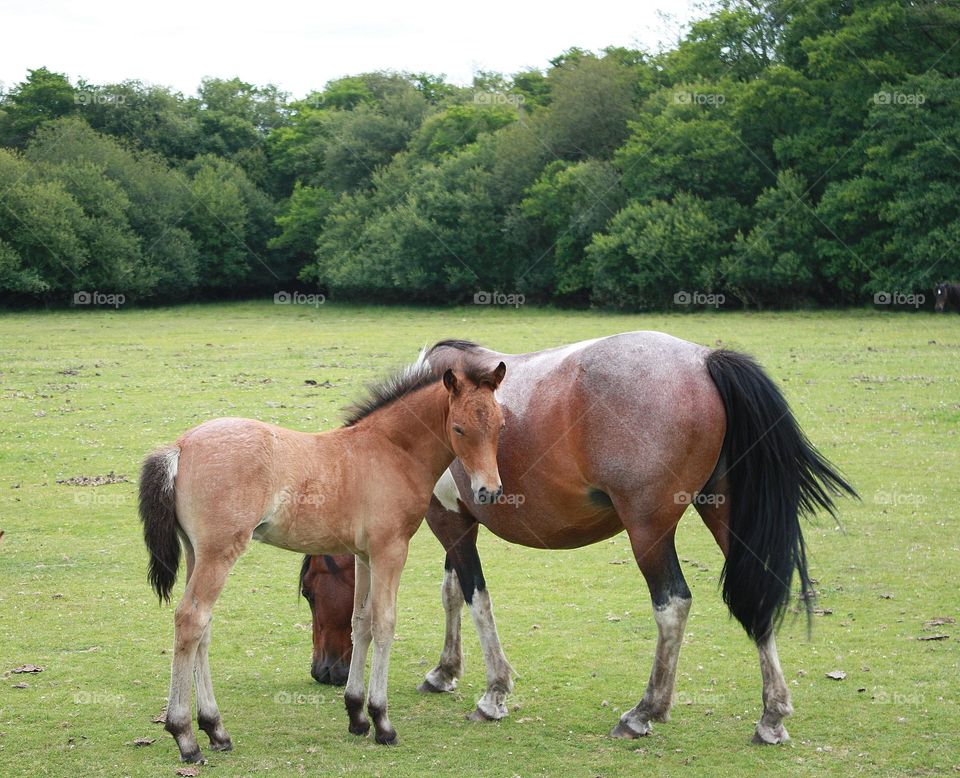 Horses on the field 