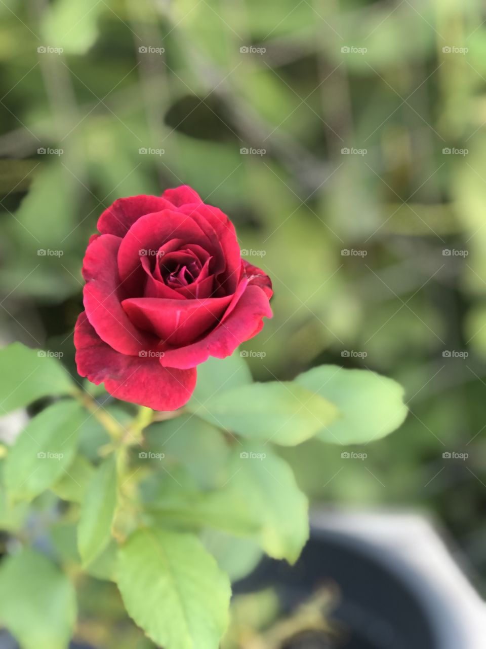 red rose