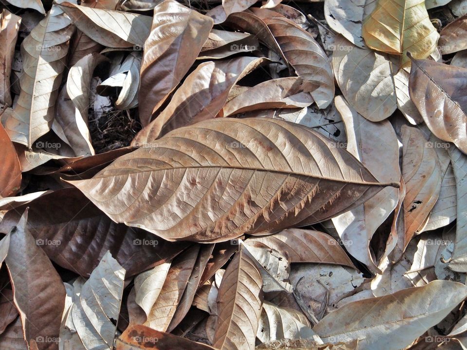 Full frame of dry leaves