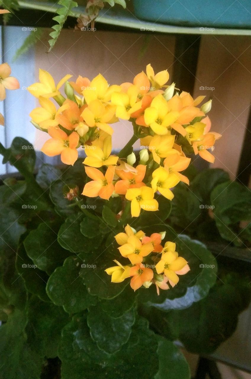 Kalanchoe Blossfeldiana, yellow bloom