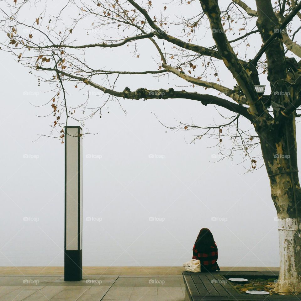Tree, Landscape, Nature, Wood, Fog