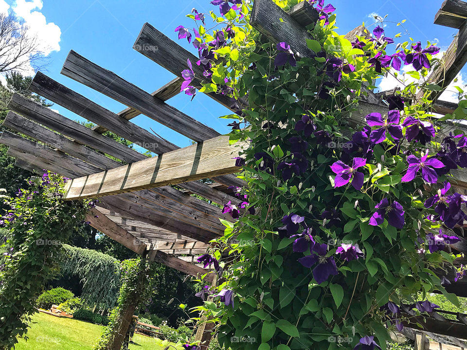 Clematis at the Elisabeth Park Rose Conservancy 