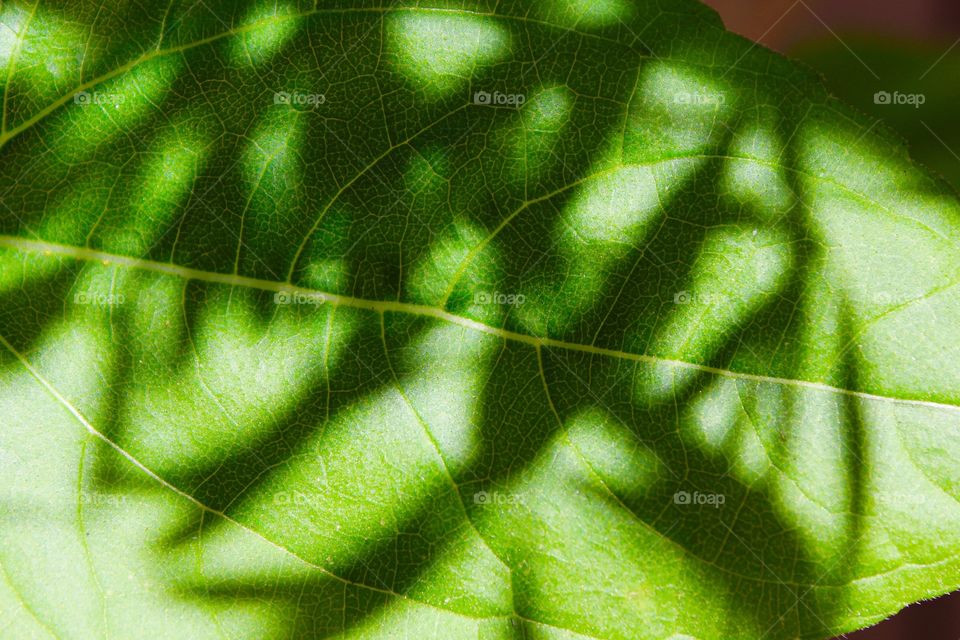 Light and shadows on a leaf