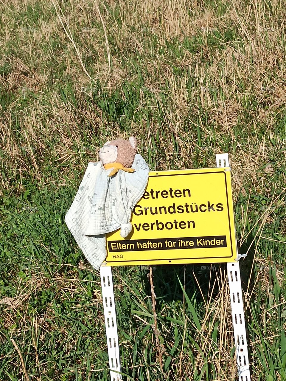 verlorener Bär auf Schild