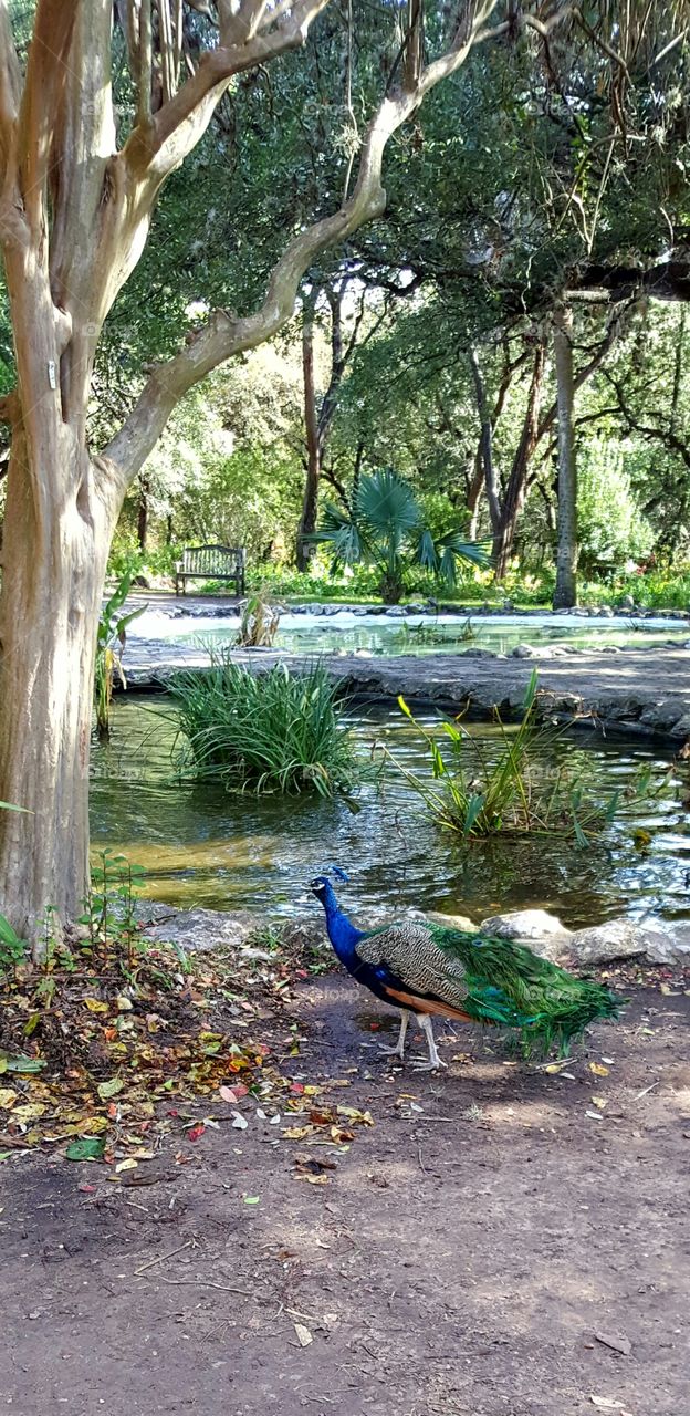 Pond view with peacock