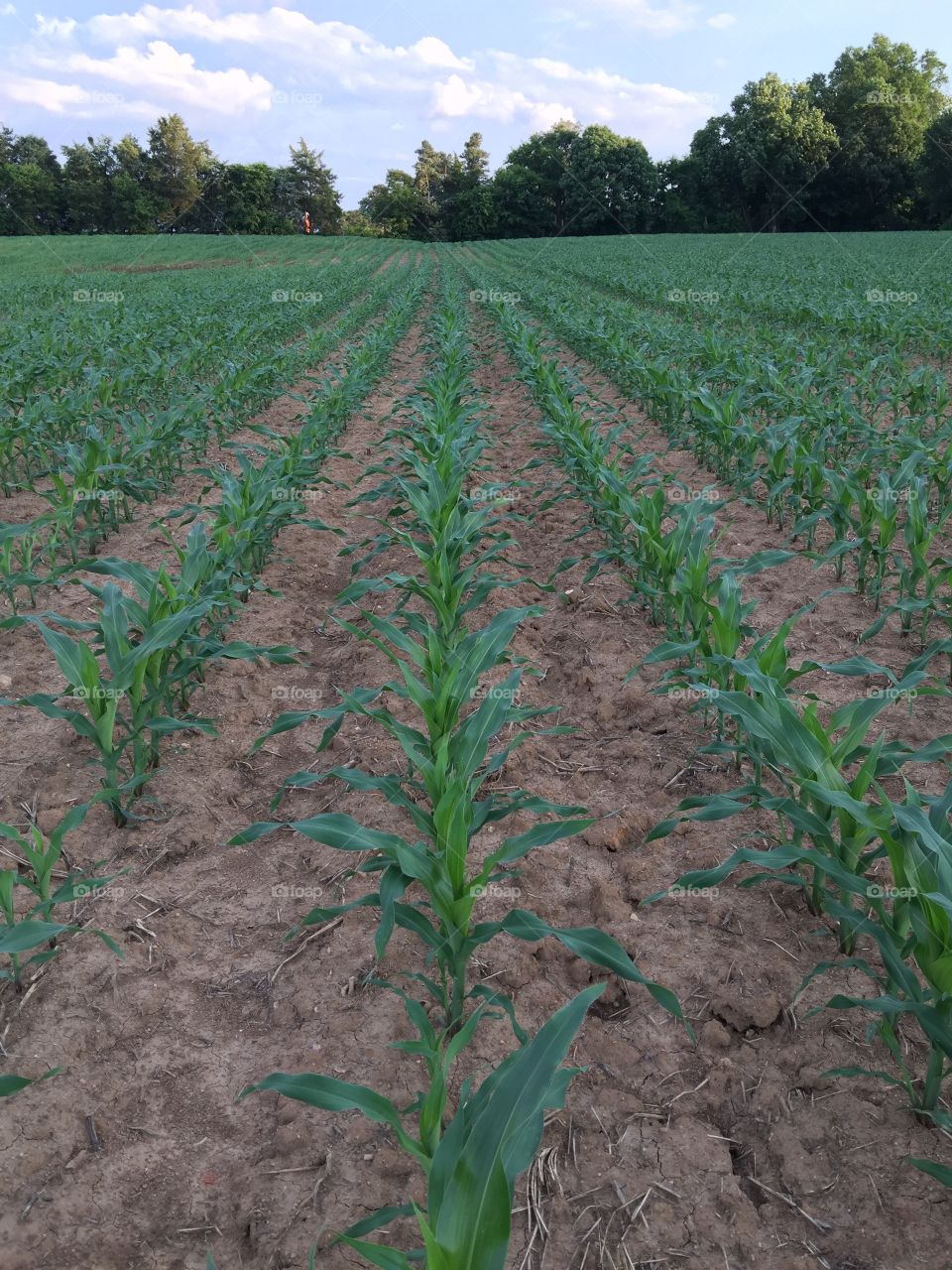 Cornfield