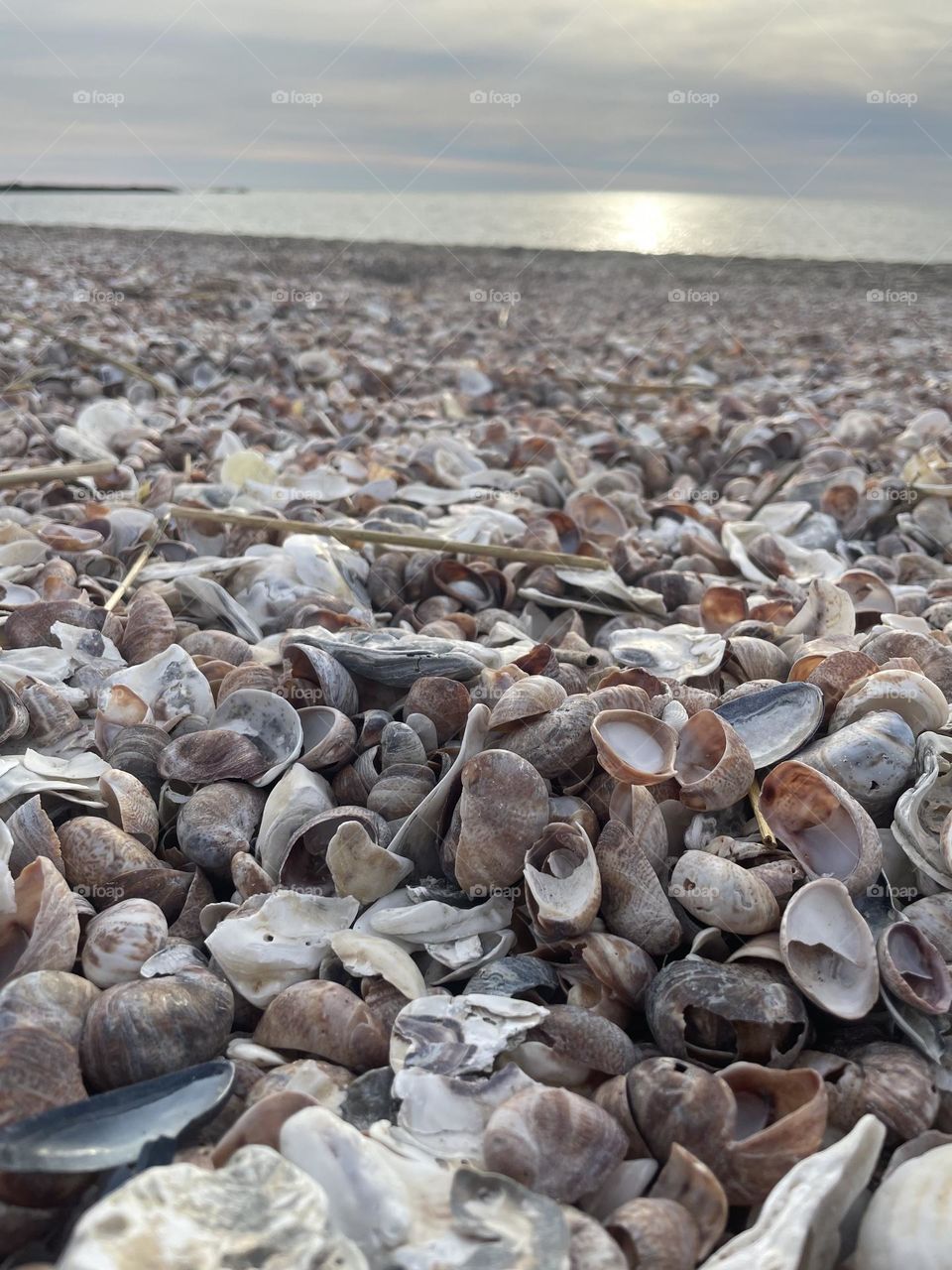 Beach of seashells