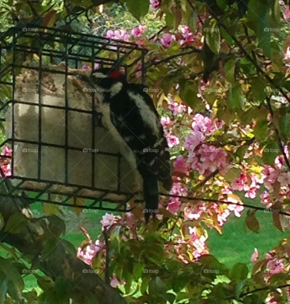 Woodpecker. Downy woodpecker outside on bird feeder 
