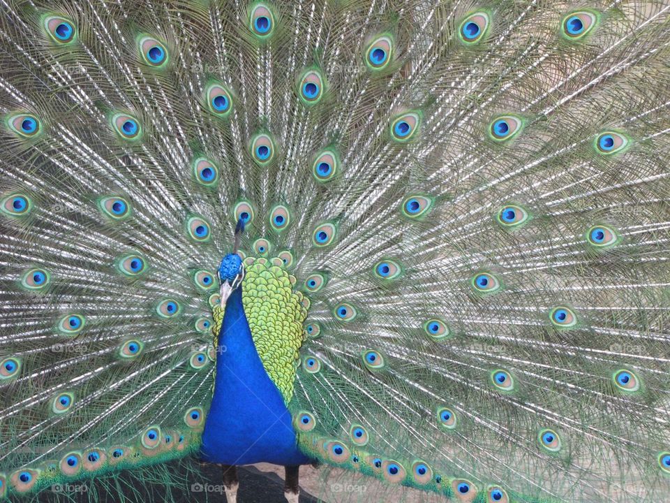peacock