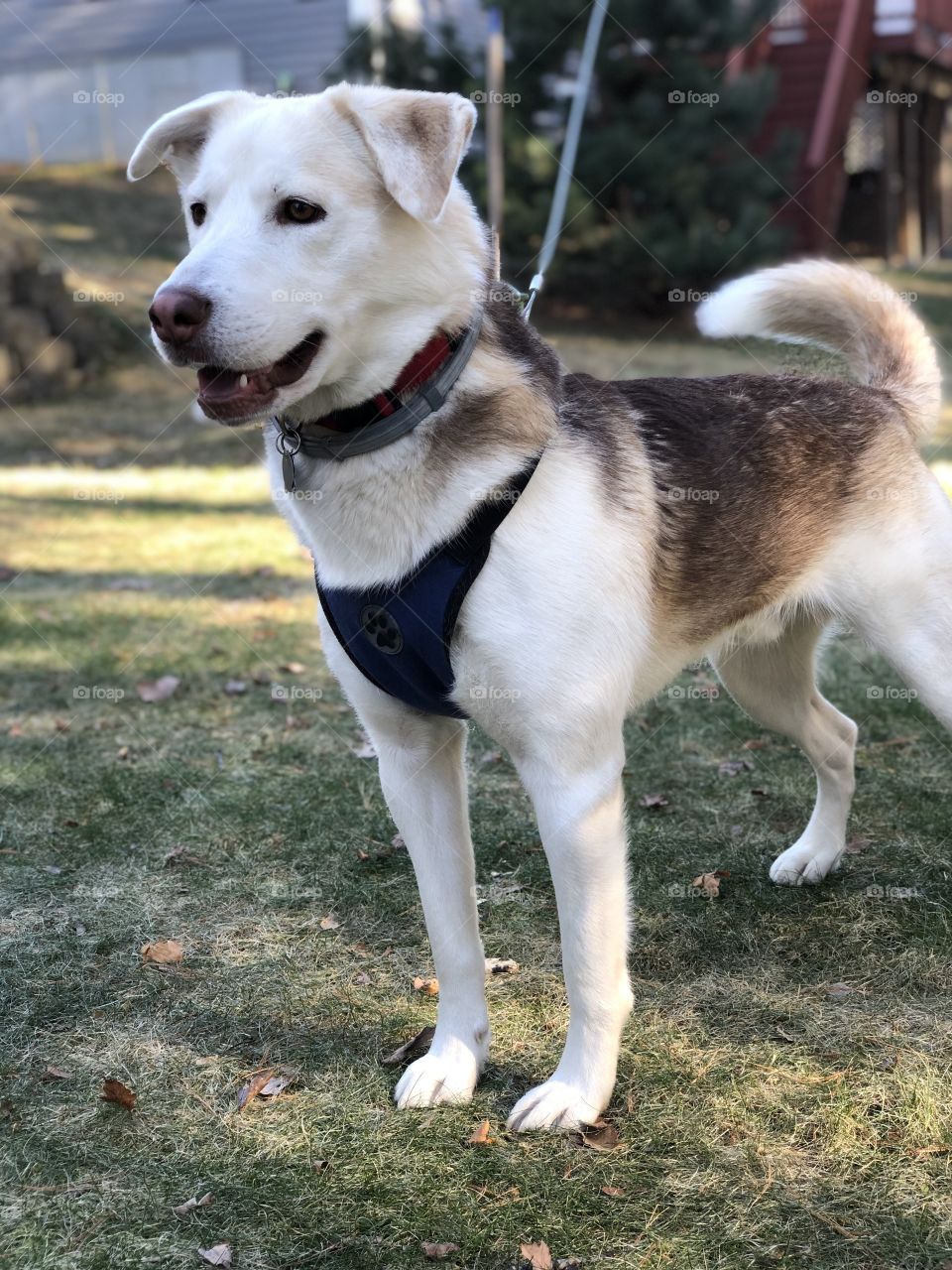 My Husky, Zega, intently watches a squirrel from a distance