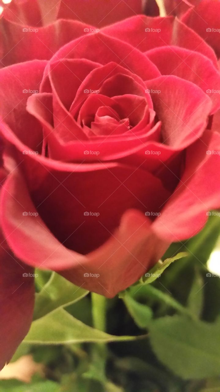 rose. rose