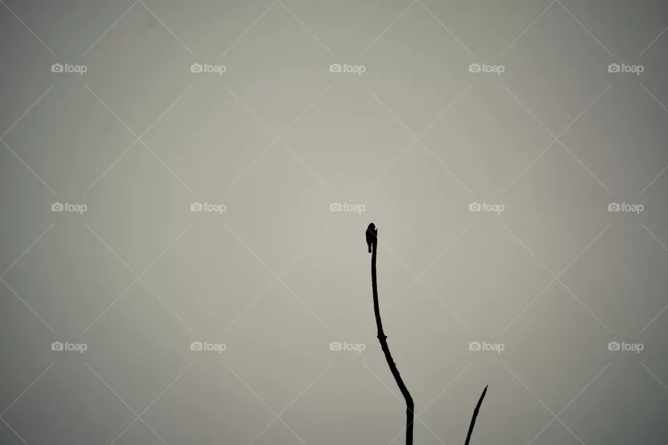 Bird sitting at the very top of the tree singing loudly for all to hear his song.