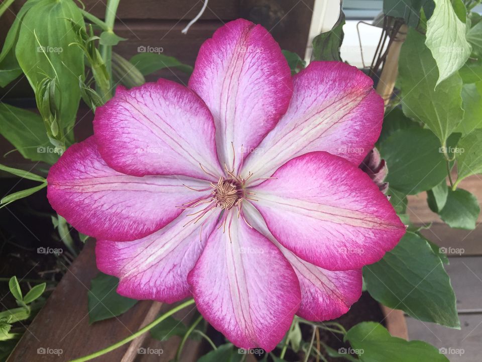 Clematis Liberty flower. 