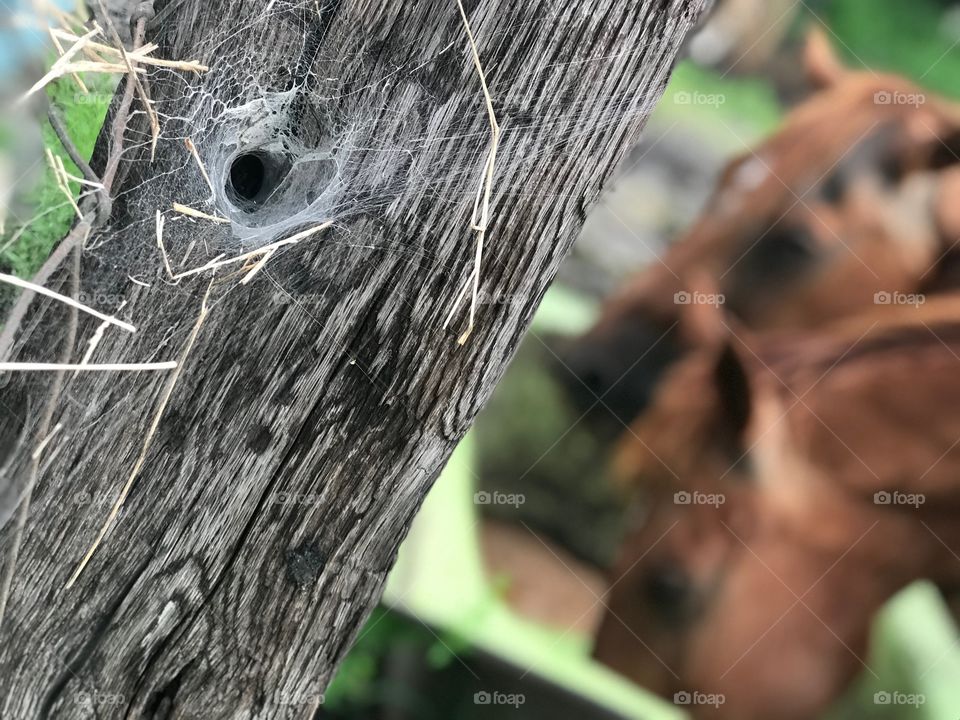 Wooden fence post with spiderweb while two horses are eating in the background in the South Georgia woods.