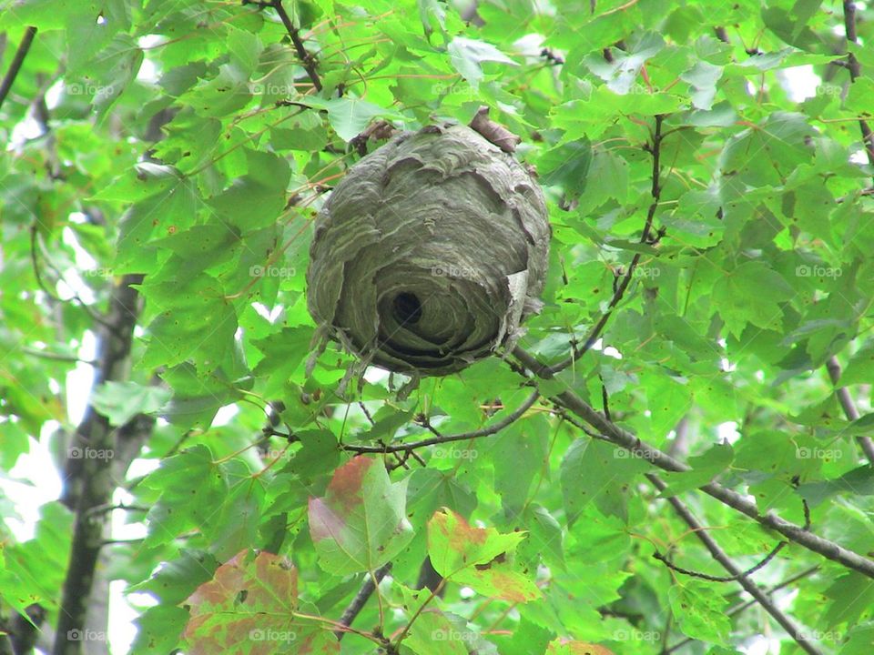 BeeHave! Or Bee Stung