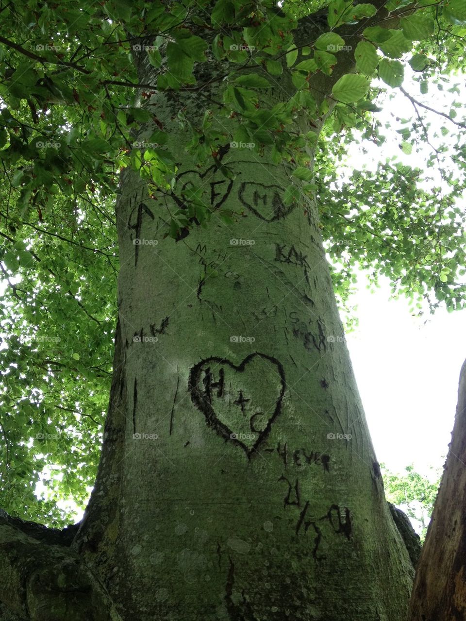Tree with heart