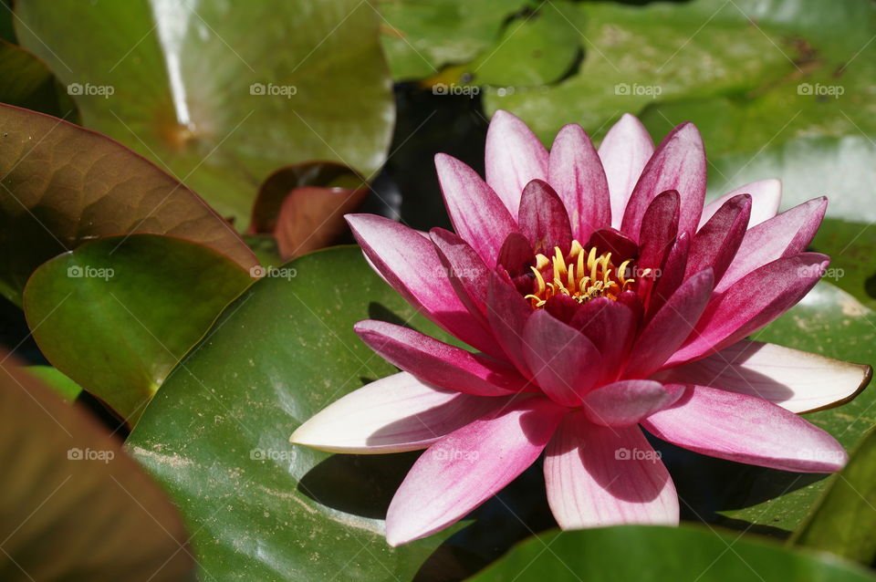 Pink water lily