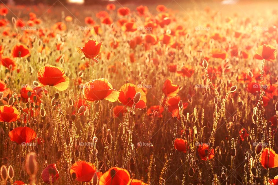 A field full of backlit poppies at sunset.