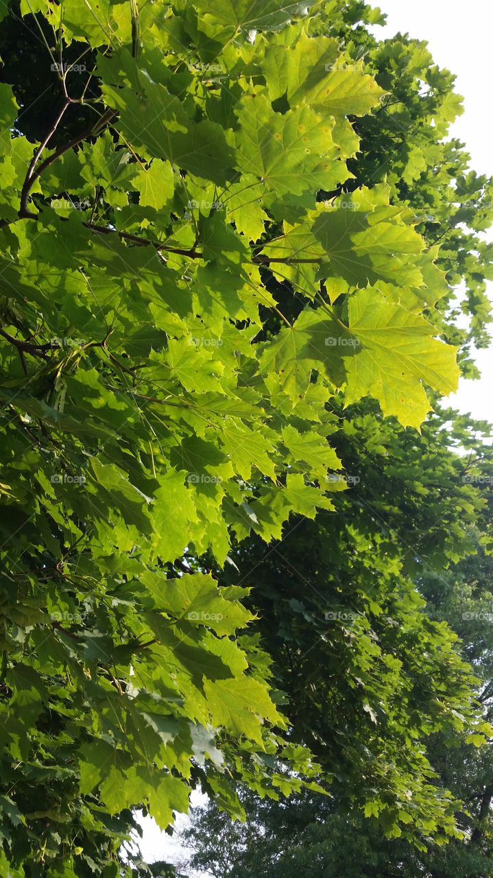 maple leaves. mishawaka, Indiana