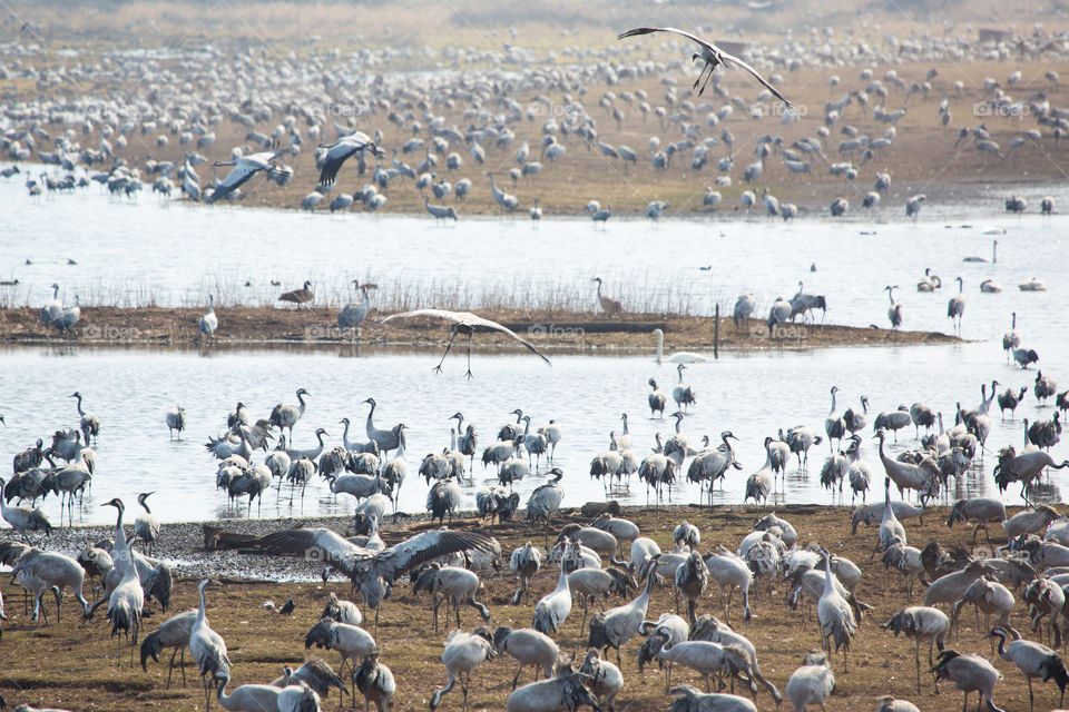 Thousands of Crane birds at lake Hornborga Sweden, tusentals tranor vid trandansen Hornborgasjön Sverige 
