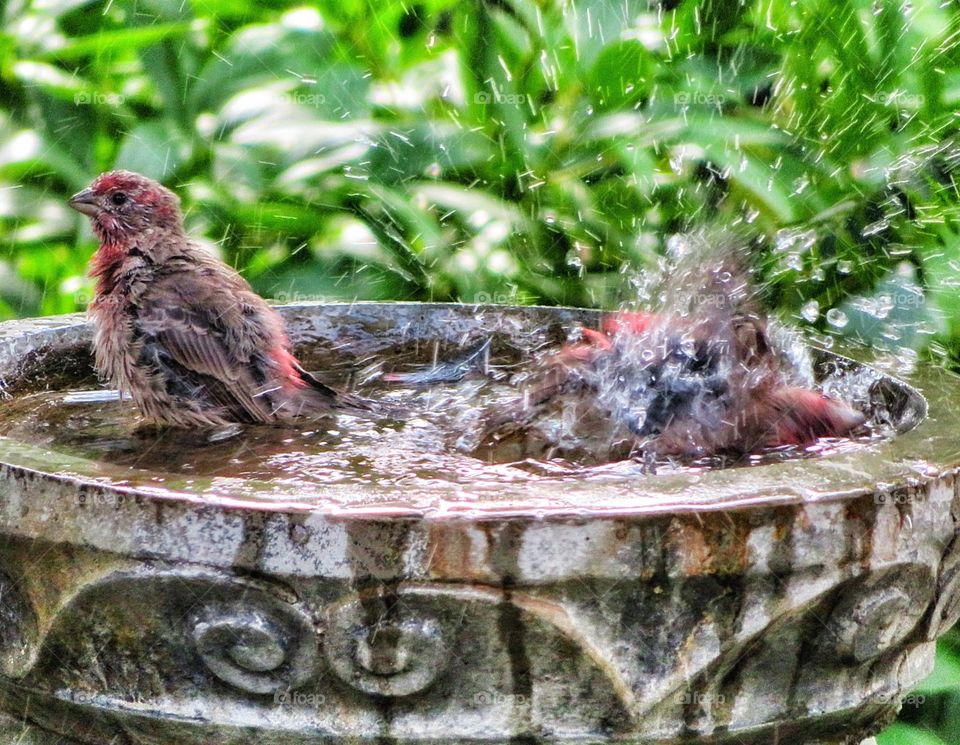 Splish Splash we were taking a bath