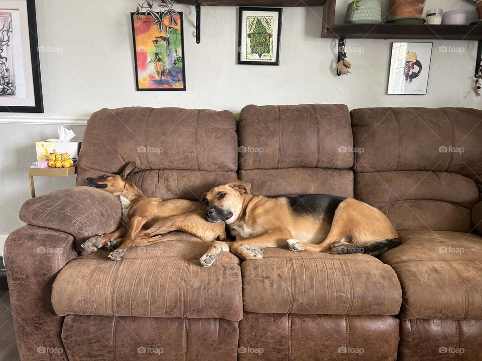 Sleepy pups enjoying an afternoon nap together on the couch after a long day of play 