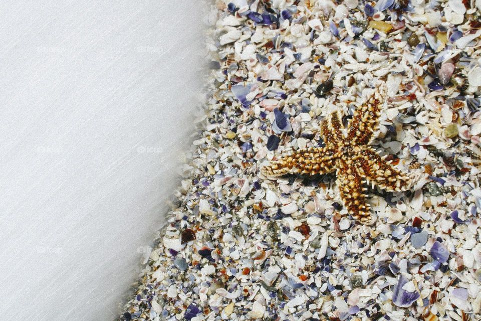 a starfish on a rocky beach