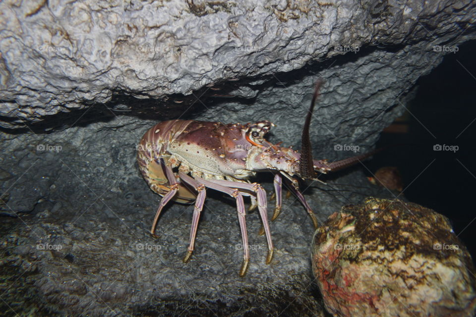 Lobster in the rocks