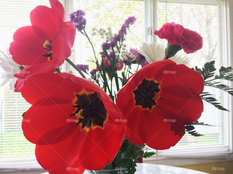 Red tulips 