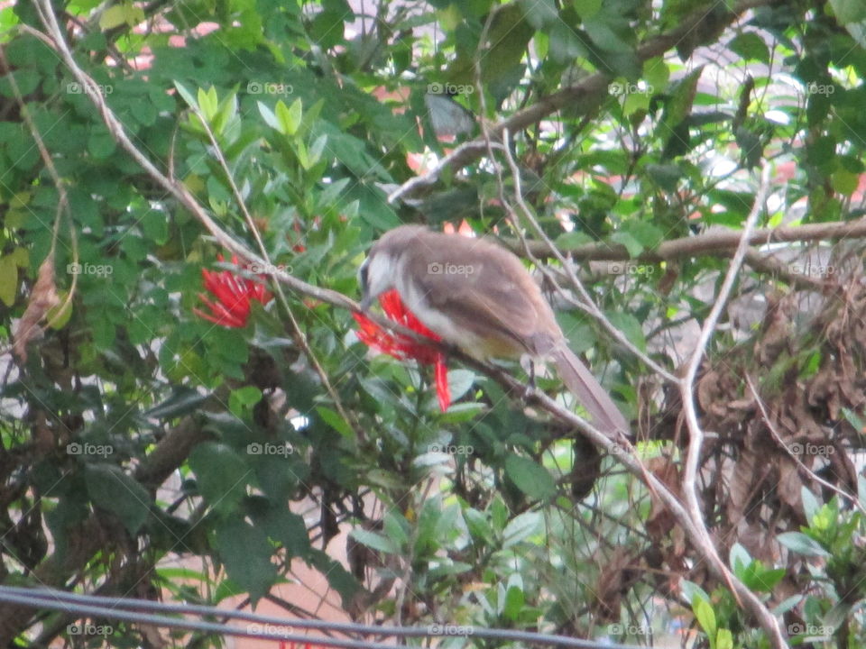 bird looking down