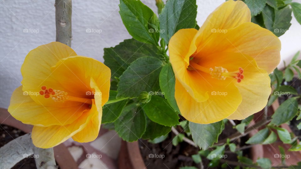 Yellow flower growing on plant