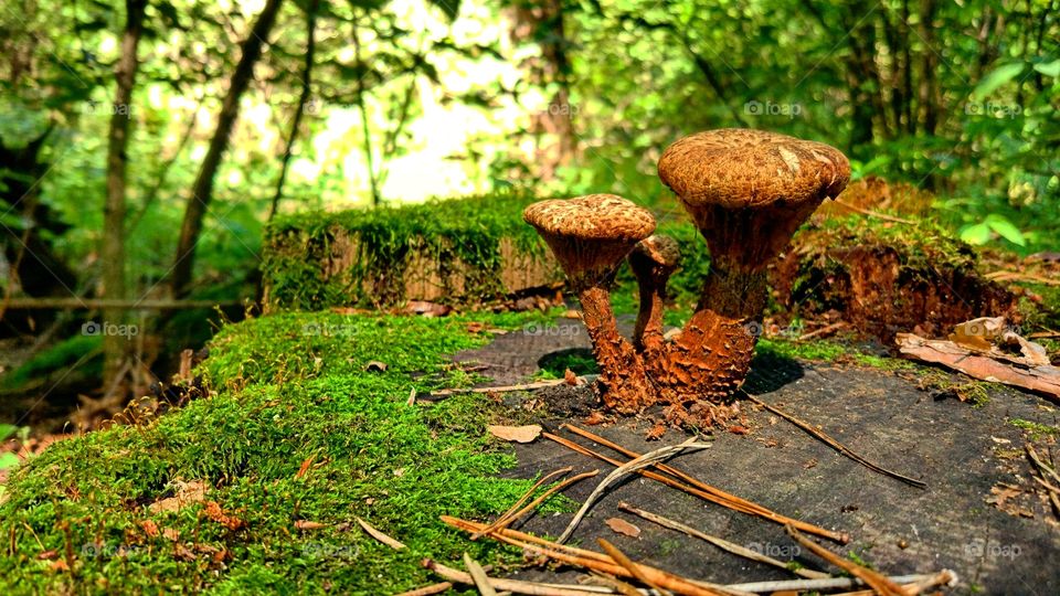 magic mushrooms in a wood