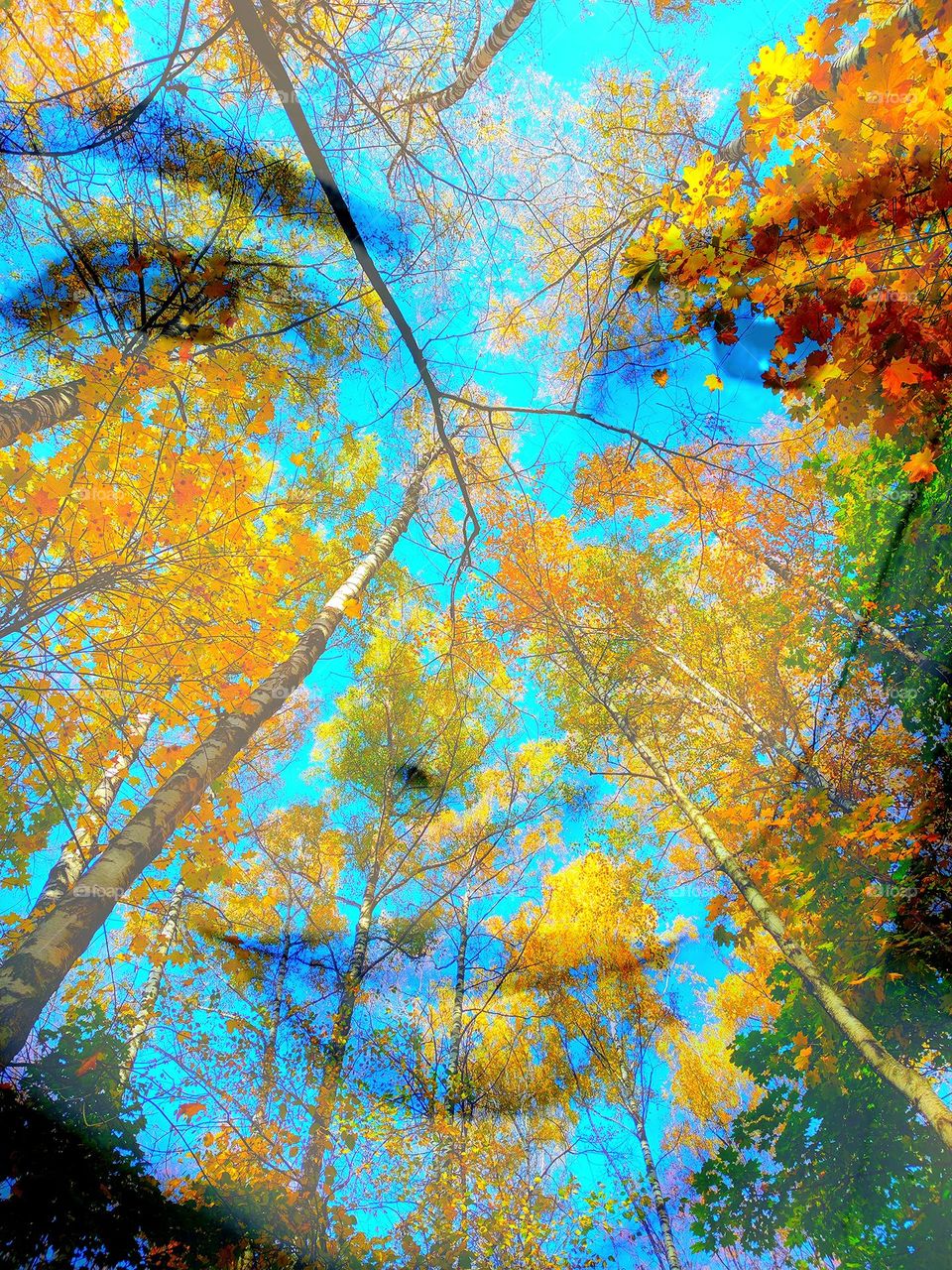 Yellow. Yellow autumn trees reach for the blue sky. Bottom view. Against the backdrop of the autumn landscape, the face of a woman is seen through. Face of autumn