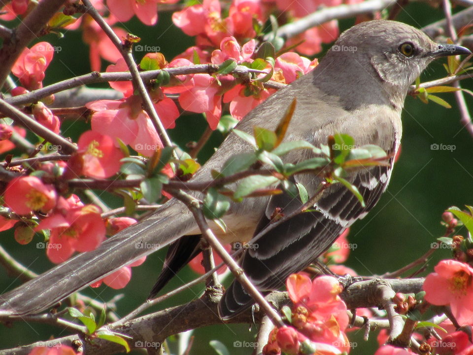 Northern Mockingbird sitting in a Japanese Quince bush in Spring