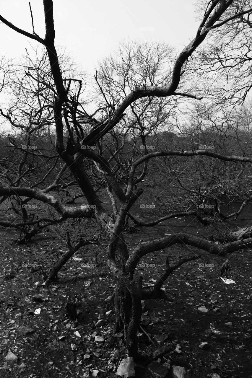 dry and dead trees